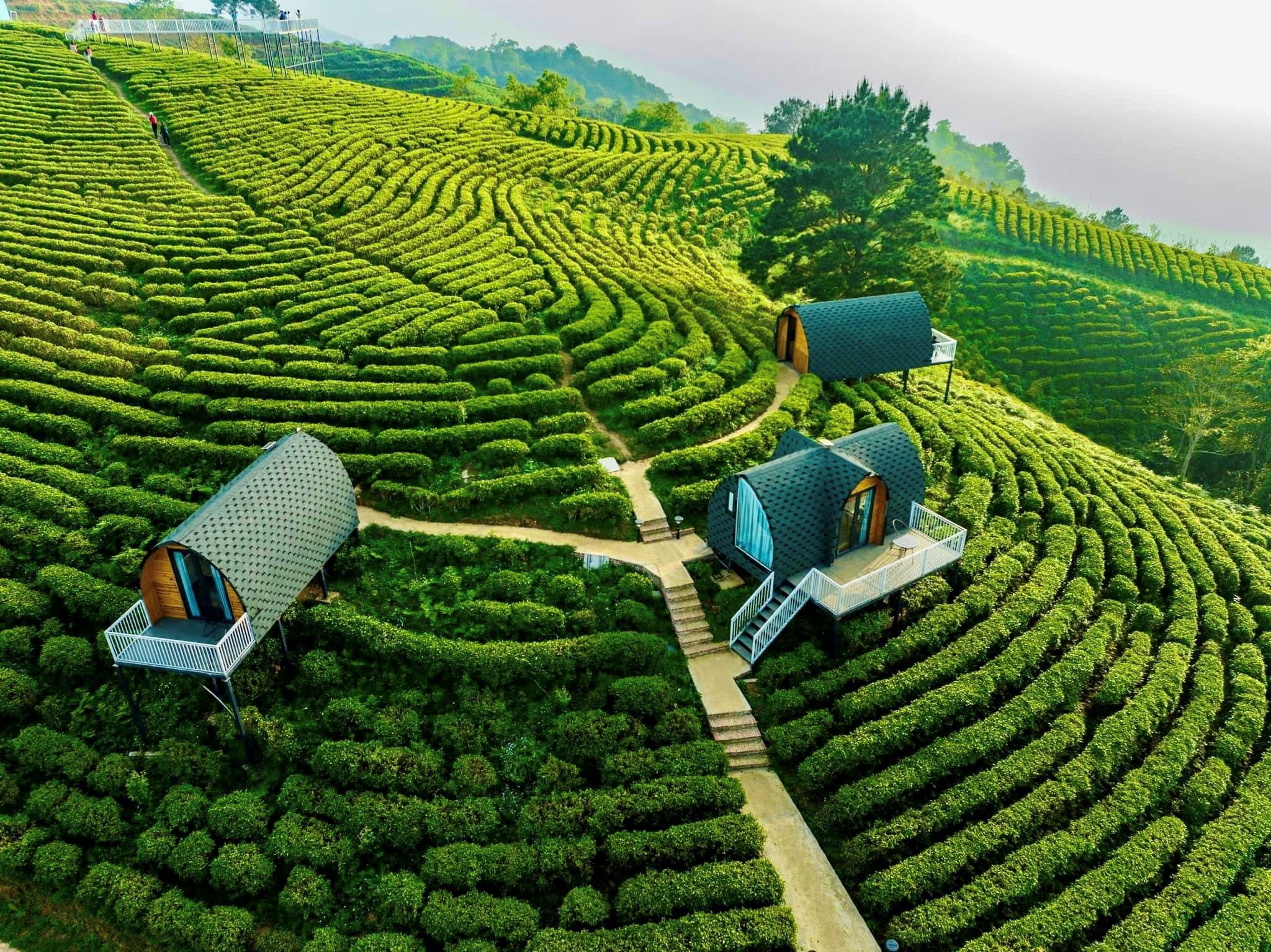 Đồi chè xanh mướt tại Kolia