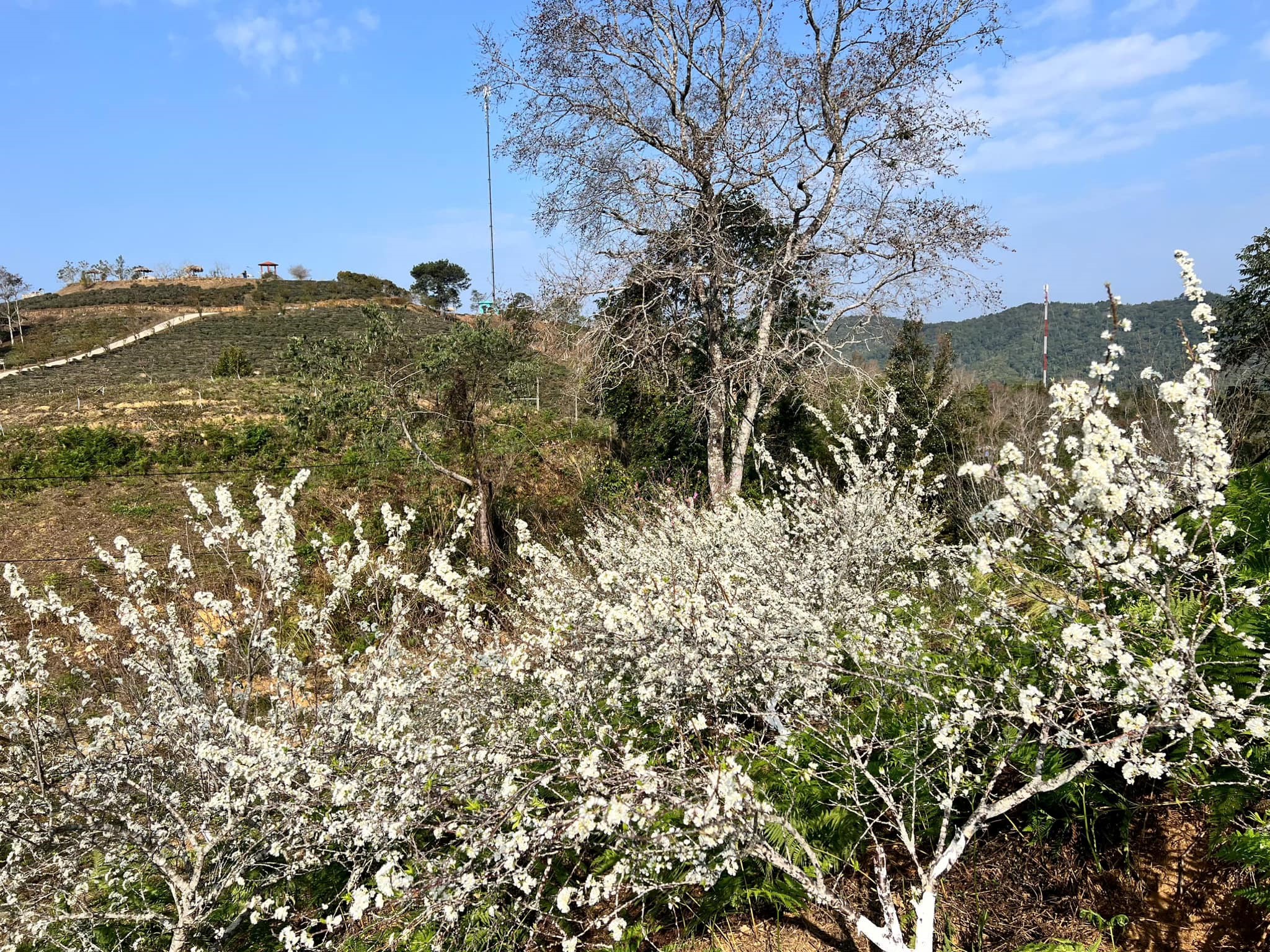 Hoa mận trắng tại Phia Đén